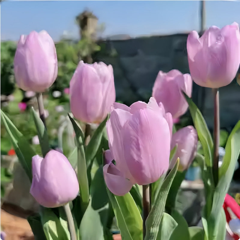 Tulip Bulbs - Candy Prince