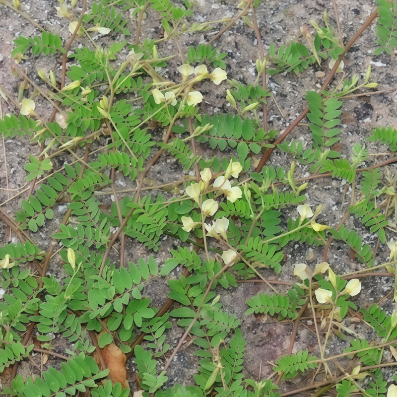 Astragalus Seeds