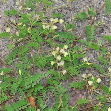 Astragalus Seeds