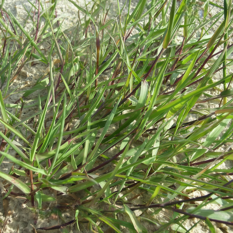 Agrostis Canina