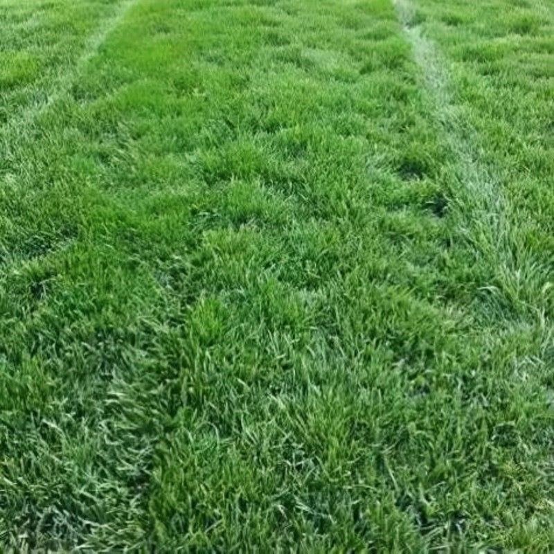 Athena Seeds - Larger Packet High Germination 1/4-1/2LB Onsaleseeds