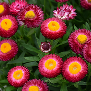 Strawflower Seeds - Purplish Red