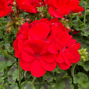 Pelargonium Seeds - Crimson