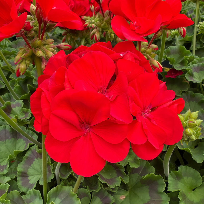 Pelargonium Crimson Seeds up to 50%