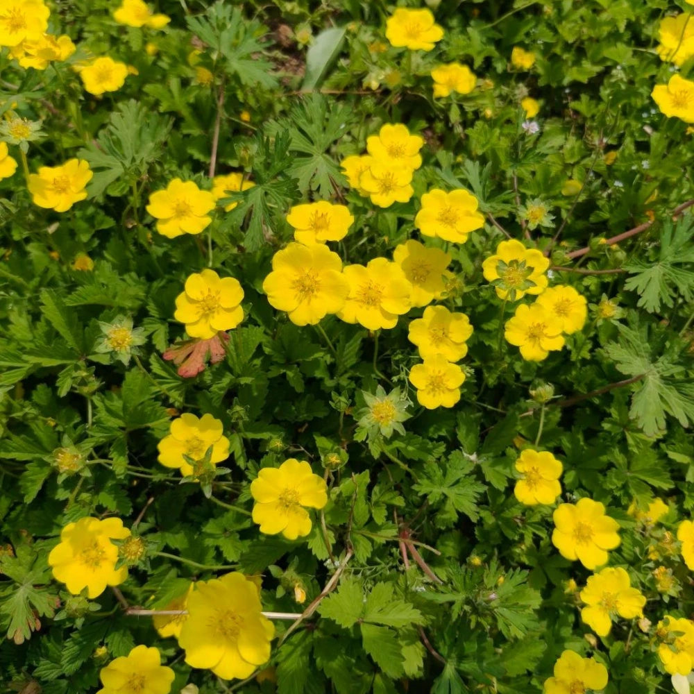 Potentilla Seeds
