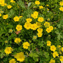 Potentilla Seeds