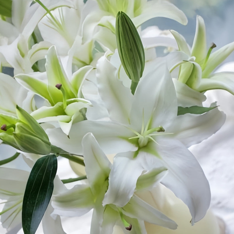 Lily Bulbs - Siberia