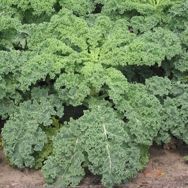 Brassica Oleracea Var. Acephala DC. - Larger Packet High Germination 1500-7500 Onsaleseeds