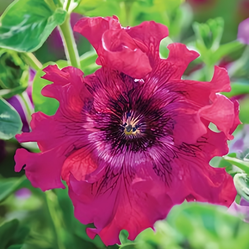 Petunia Hybrida Seeds - Mix Wrinkled Flap Larger Packet High Germination 4000-20000 Onsaleseeds