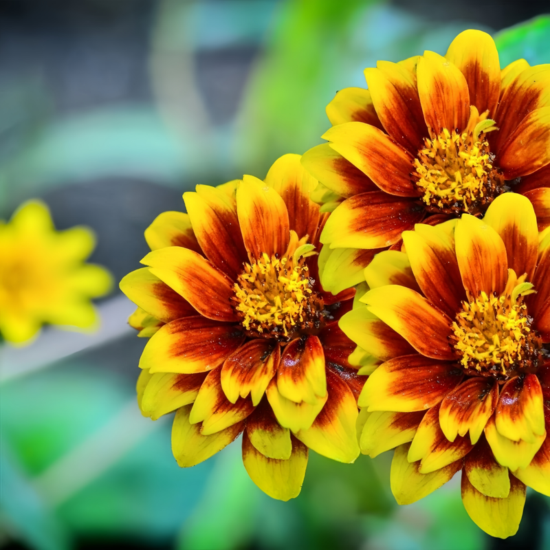 Zinnia Elegans Mix Seeds up to 50%