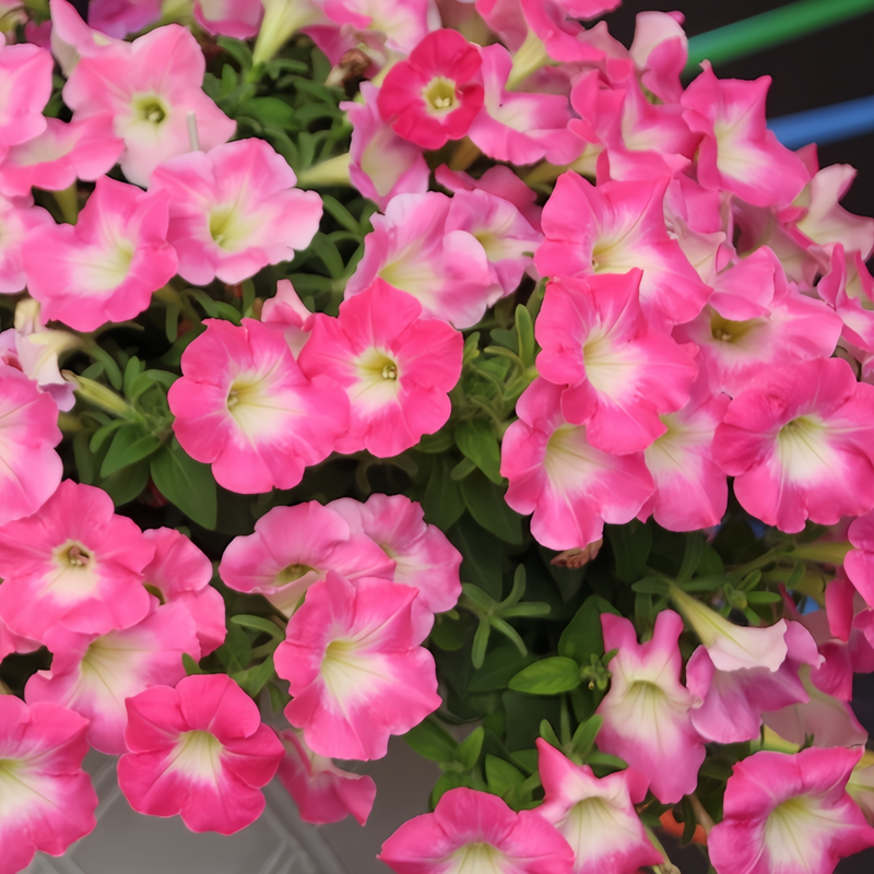 Petunia Hybrida Seeds - Larger Packet High Germination 360-1800 Onsaleseeds