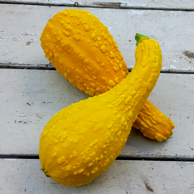 Cucurbita Moschata - Swan Yellow High Germination  Onsaleseeds