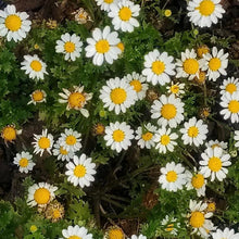 Chrysanthemum Paludosum Seeds
