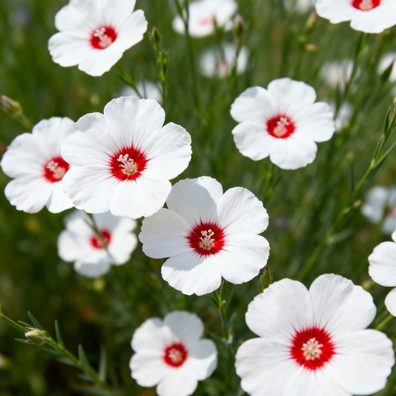 Linum Usitatissimum Seeds White Red Heart up to 50% Large Pack · 1800-9000 Seeds