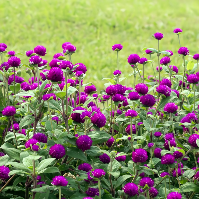 Gomphrena Globosa Seeds - Purplish Red Dwarf Larger Packet High Germination 600-3000 Onsaleseeds