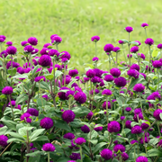 Globe Amaranth Seeds - Purplish Red Dwarf