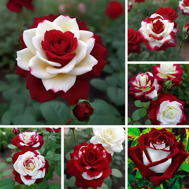Multicolor roses prime day up to 50%