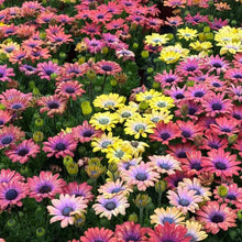 Osteospermum Seeds