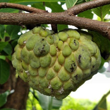 Soursop Seeds