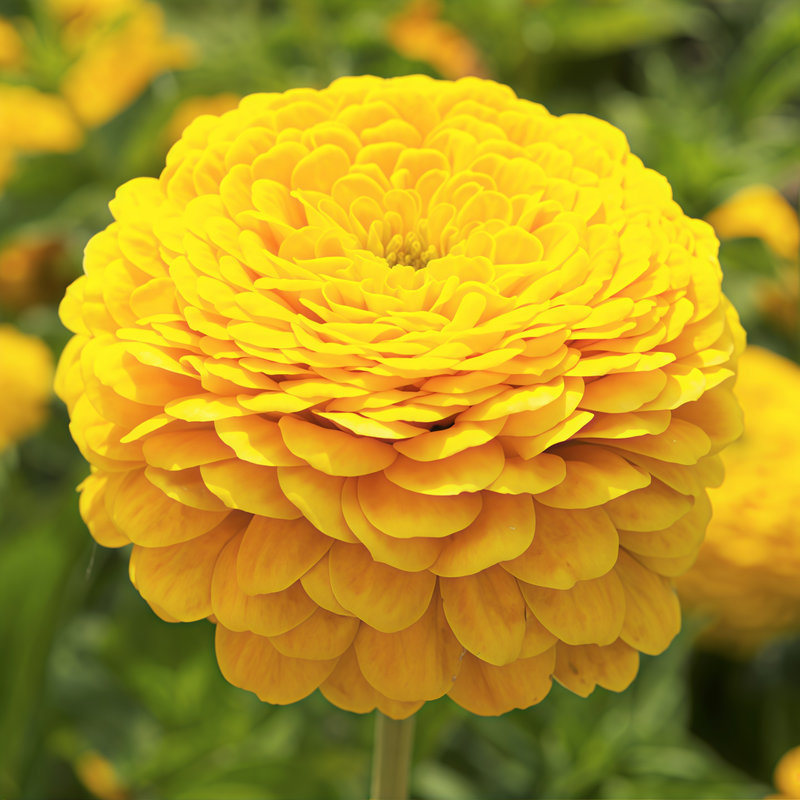 Zinnia Elegans Yellow Double Petaled Seeds up to 50%