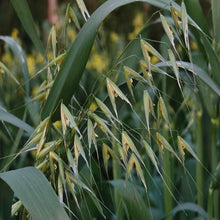 Oat Seeds