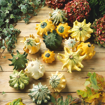Crown Mix Squash Seeds