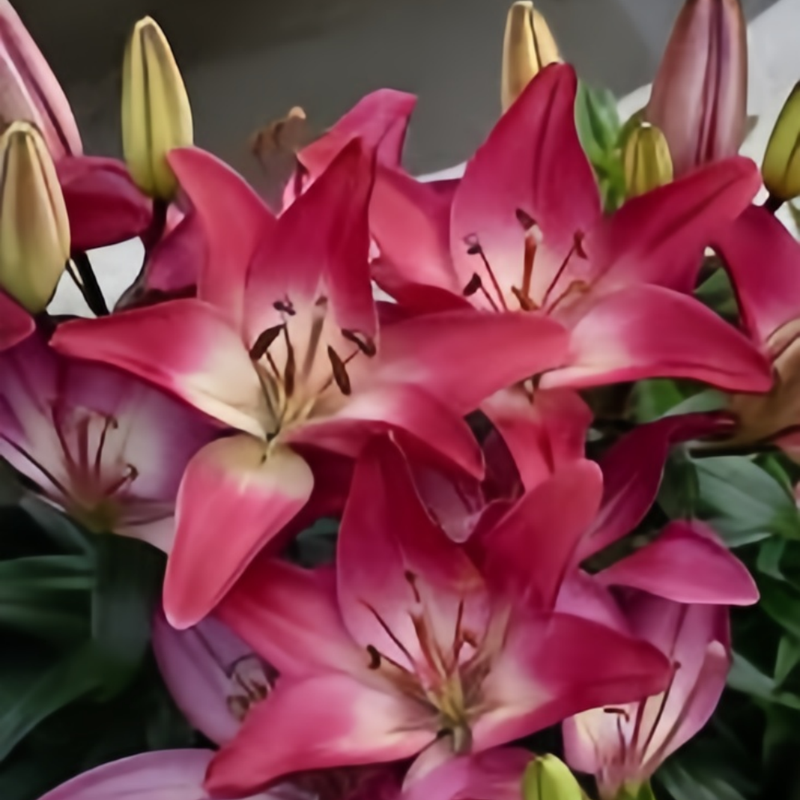 Perfume Lily Red Bulbs up to 50%