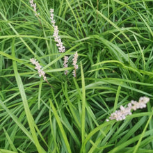 Danish Grass Seeds