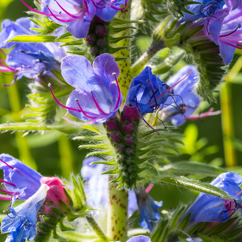 Echium Vulgare Seeds - Blue Larger Packet High Germination 1000-5000 Onsaleseeds