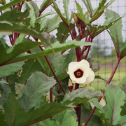 Red Okra Seeds