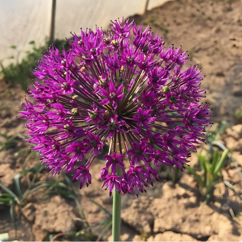 Giant Allium Bulbs - Purple Emotion