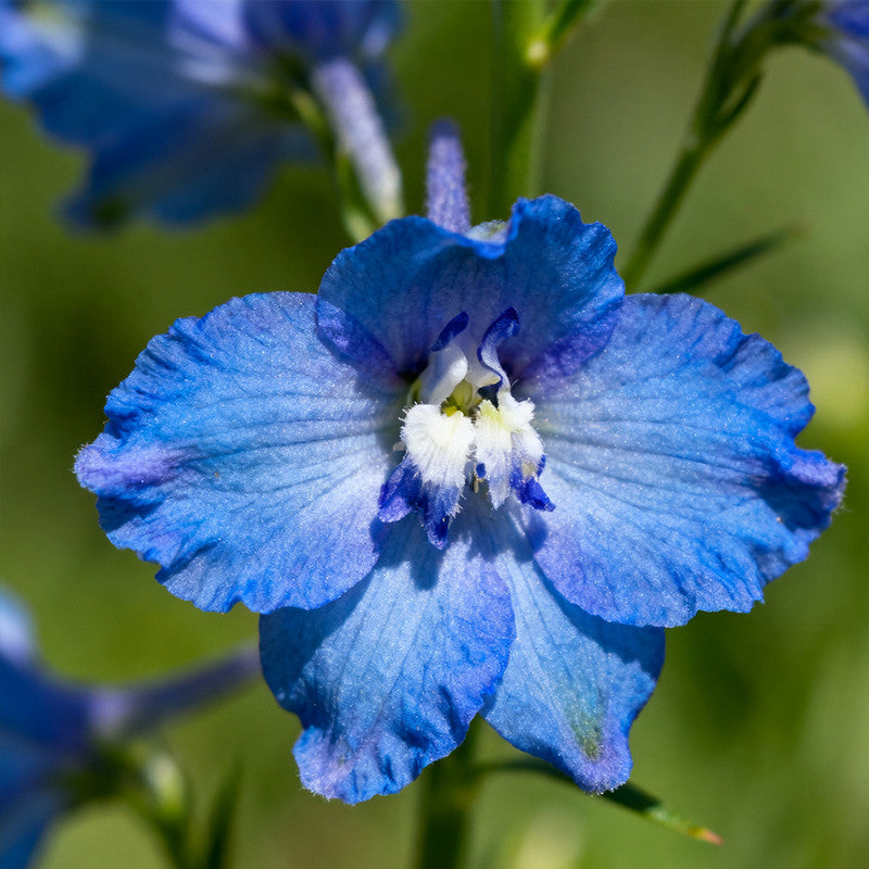 Lobelia Erinus Seeds - Blue Larger Packet High Germination 6000-30000 Onsaleseeds