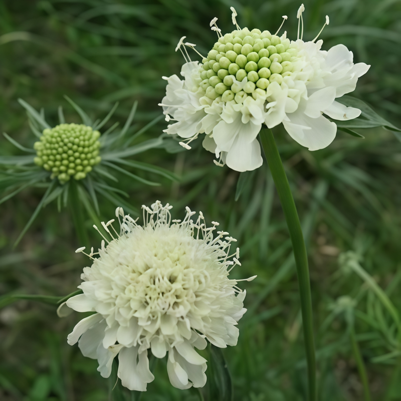 Scabiosa Seeds - White High Germination  Onsaleseeds