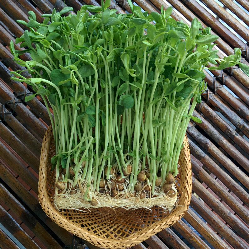 Pea Sprouts - High Germination  Onsaleseeds