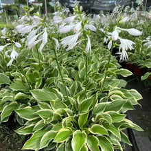 Hosta Seeds