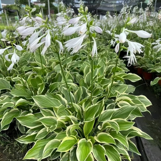 Hosta Seeds