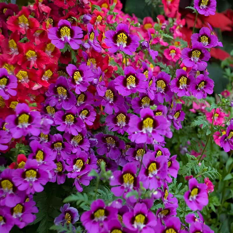 Schizanthus Pinnatus Mix Seeds up to 50% Large Pack · 1500-7500 Seeds