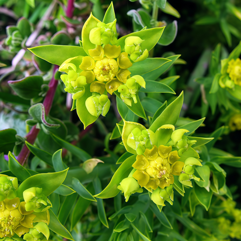 Euphorbia Yellow Seeds up to 50%