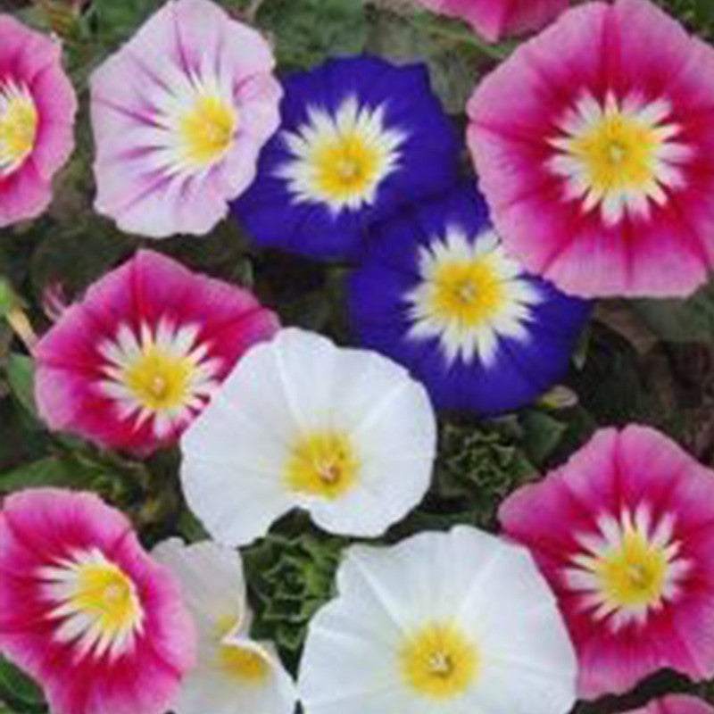 Dwarf Morning-Glory Seeds - Mix Larger Packet High Germination 600-3000 Onsaleseeds