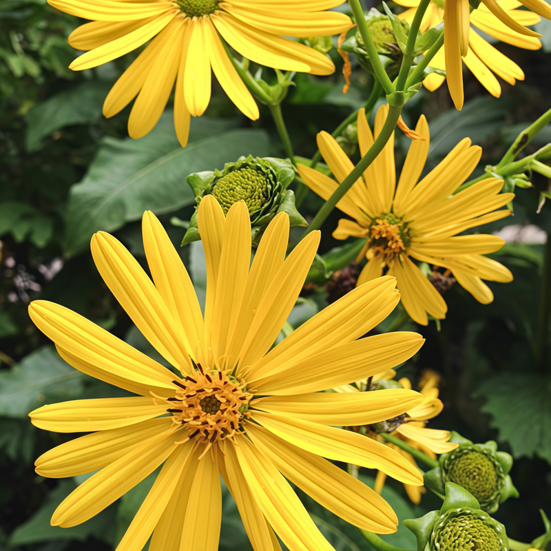 SilpniumperfoliatumL Seeds up to 50%