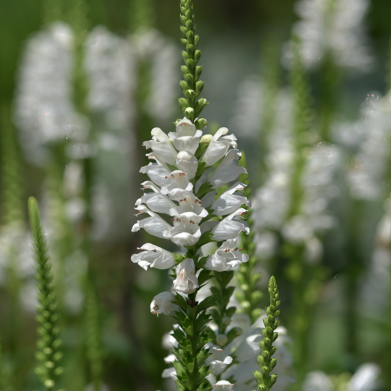 Physostegia Seeds - White Larger Packet High Germination 1000-5000 Onsaleseeds