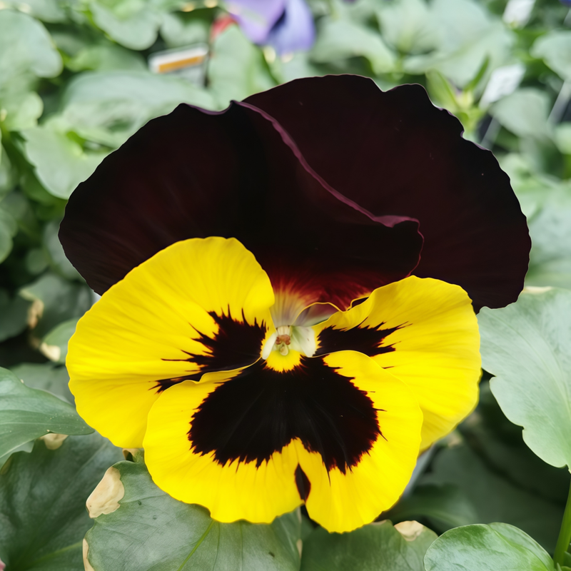 Viola Brown Edge Yellow Core Seeds up to 50%