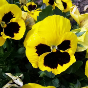 Pansy Seeds - Yellowish Brown Spots