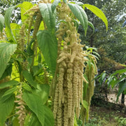 Yellow Love Lies Bleeding Amaranth Seeds