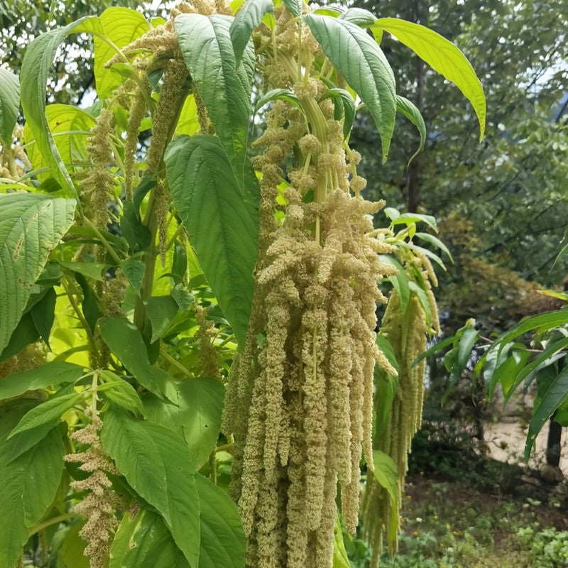Amaranthus Caudatus Seeds - Yellow Larger Packet High Germination 3000-15000 Onsaleseeds