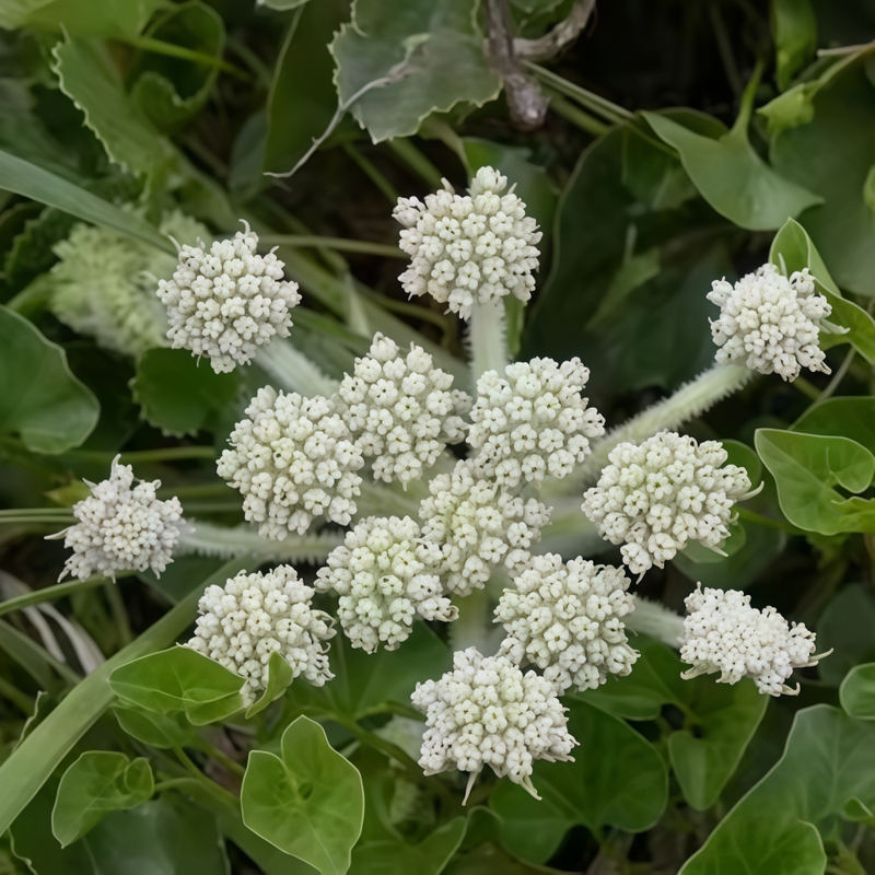 Glehnia Littoralis F. Schmidt Ex Miq. Seeds - Larger Packet High Germination 2000-10000 Onsaleseeds