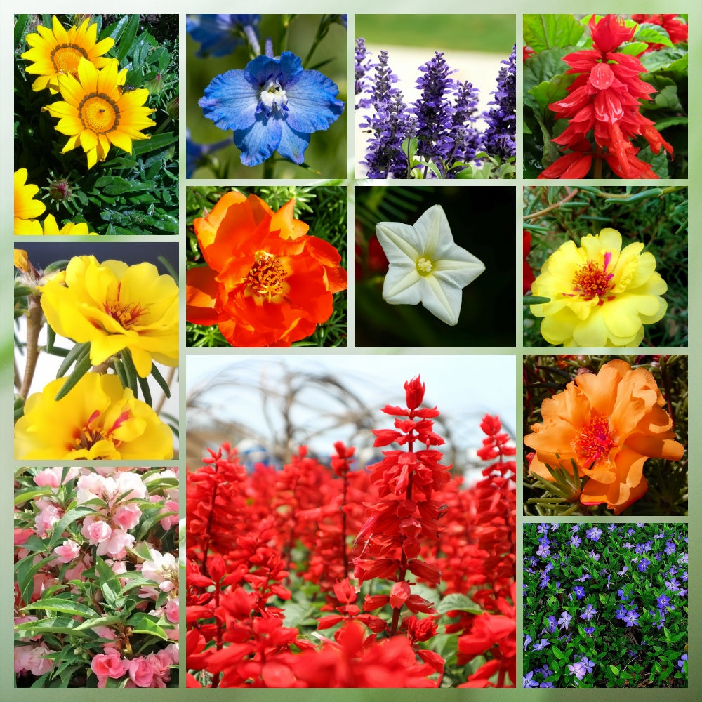 Wildflower Seeds - Heat Resistant Mix Includes Cornflower, Pappy, Zinnia, etc.