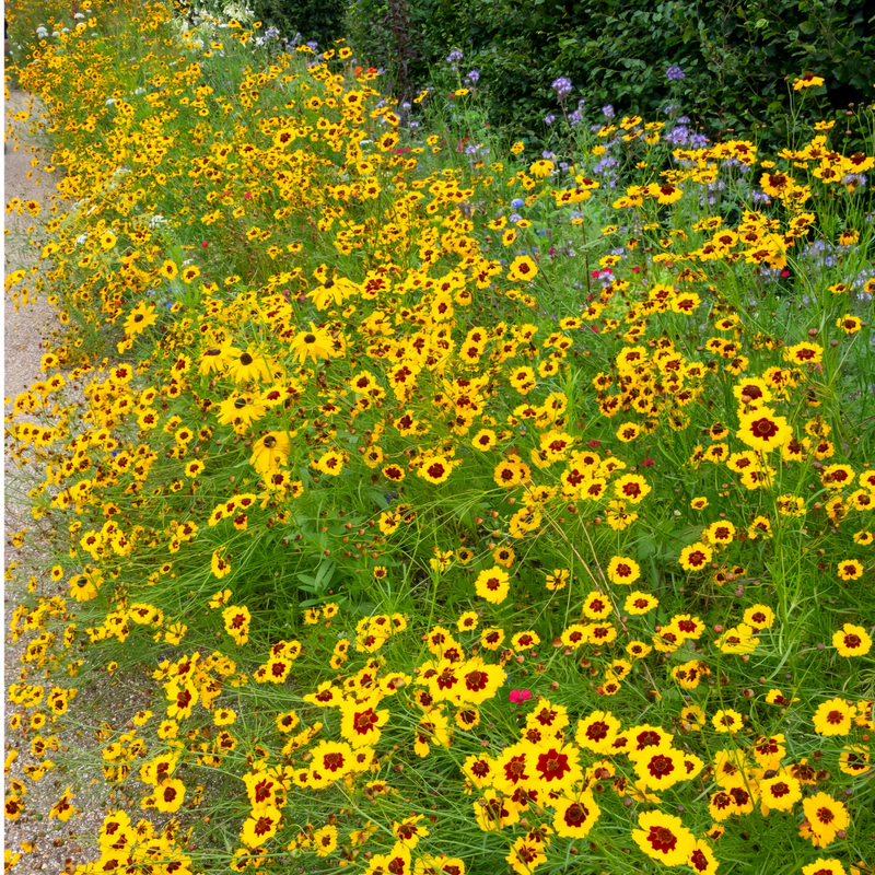 Wildflower Seeds - Moisture Resistance Mix Includes California Poppy, Oberonia, Coreopsis, etc.