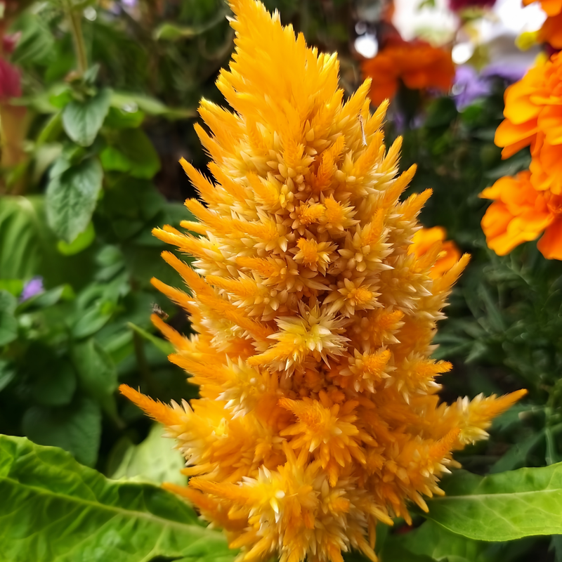 Celosia Cristata Seeds - Golden Yellow Larger Packet High Germination 2000-5000 Onsaleseeds