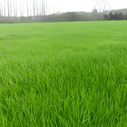 Watchdog Grass Seed